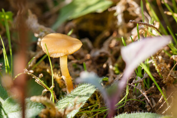 bonnet - galerina heterocystis