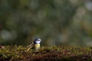 Blue tit on the mossy ground. Soft evening light and blur background with shallow depth of field.