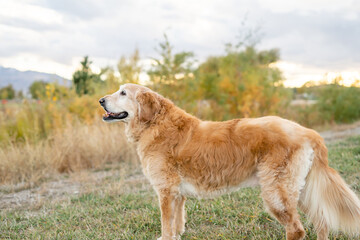 Senior golden retriever dog standing outdoors in a grassy area at sunset