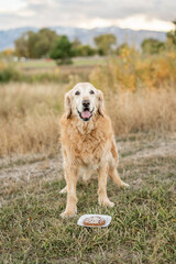 Senior golden retriever dog with birthday cake outdoors on grass