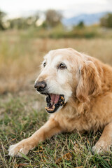 Senior golden retriever making funny face with mouth open after eating birthday cake outdoors