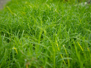 Grass with dew drops in the morning