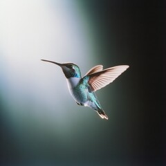 Fototapeta premium Vibrant hummingbird in flight against a blurred background