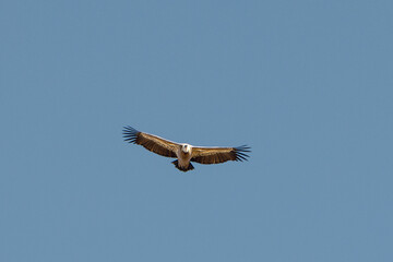 Rapace dans le ciel des alpes