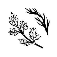 Celery and dill. Vector graphics depicting parsley and fennel greens. A hand-drawn black and white culinary illustration. On a white background. For menus, posters, labels, cooking recipes, packages.