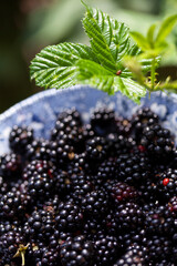 Picking wild blackberries during a forest walk, gently placing them in a charming vintage English porcelain bowl. A peaceful experience of foraging, savoring the forest's fresh, natural flavours.