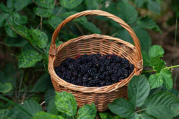 .Foraging for wild blackberries on a forest walk, picking fresh, ripe berries straight from nature....