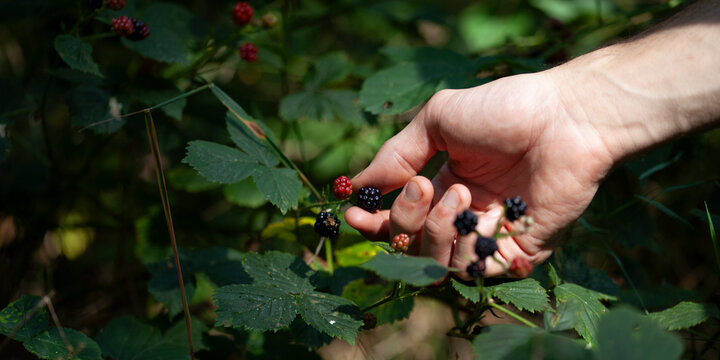 Gathering wild blackberries during a forest walk, a true connection with nature. Fresh, ripe, and bursting with , these wild fruits are the perfect treat from the forest's walk.