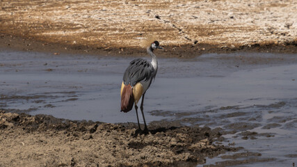 crowned crane