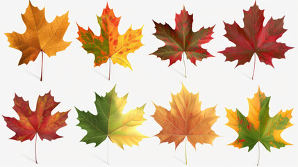 Obraz premium autumn maple leaves background isolated