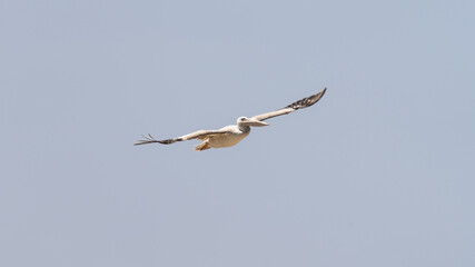 Pelican in flight