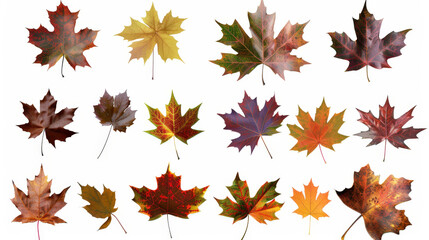 Fototapeta premium autumn maple leaves background isolated
