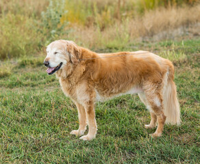 Happy senior golden retriever standing on a leash outdoors in grassy field with eyes closed