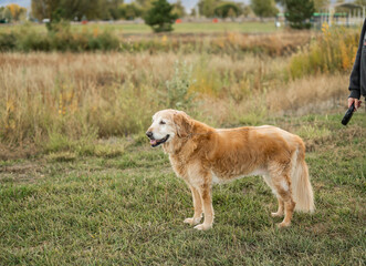 Senior golden retriever standing on a leash outdoors in grassy field with owner