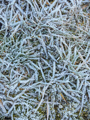 A close up of a field of grass covered in frost