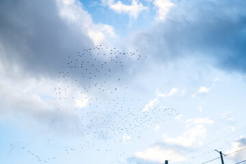Flock of birds flying across cloudy blue sky with power lines in lower corner