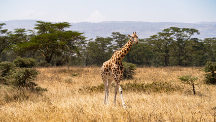 giraffe in the savannah