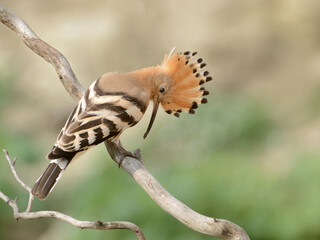 Eurasian Hoopoe6