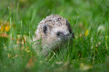 Hedgehog in grass