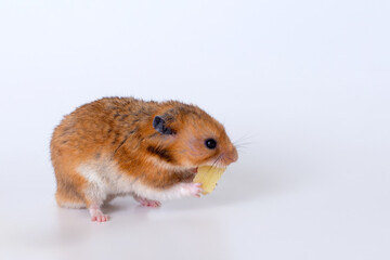 Adorable hamster nibbling cheese against minimalist background