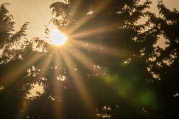 Sunlight Breaking Through Pine Tree Branches. Sunlight shines through branches of pine trees, creating dramatic sun rays and a warm, peaceful atmosphere in a forest setting.

