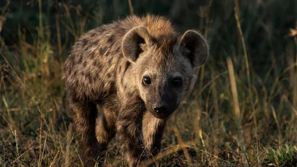  Young hyena puppy © Photodoc