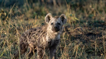  hyena in the savannah © Photodoc
