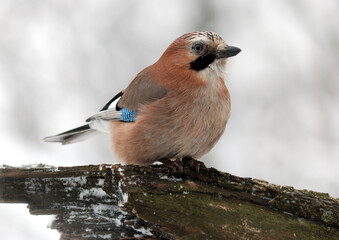 Eurasian Jay