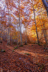 THE COLORFULNESS CATCHES YOU