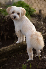 A white dog stands on a log.