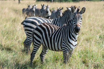Zebras are standing together in a field filled, Lake Mburo National Park, Uganda