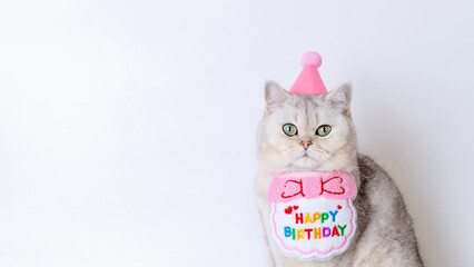 Adorable cat celebrates birthday with party hat and festive bib against white background