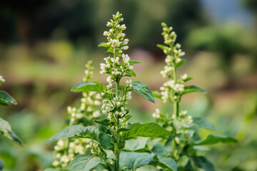 Spicy Mustard Seeds Flowering in Field at Spice Farm - Flavor Harvest