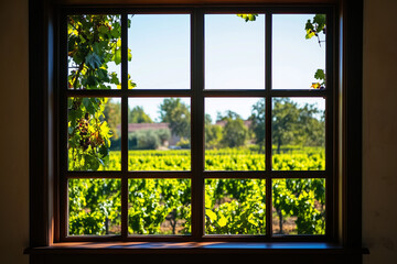 Window View of Sprawling Vineyard from Wine Estate – Renowned Vineyard Tour Scene