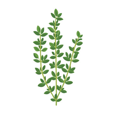 green thyme sprig on white background clip art preview