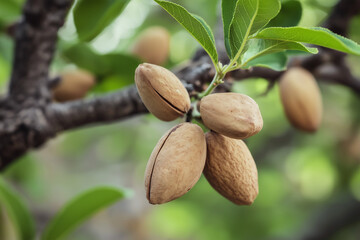 Nutritious Almonds Forming on Trees in Arid Orchard &ndash; Fresh Nut Harvest Scene