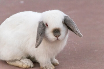 Adorable white lop-eared rabbit with gray ears looking at the camera