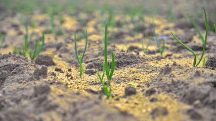 Germination en plein champs