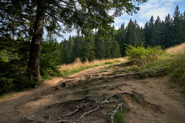 Fototapeta premium tree roots sticking out on a hiking trail in the Beskids