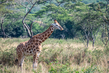Giraffe is standing among the trees, gazing, Lake Mburo National Park, Uganda