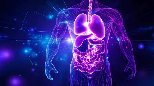 human anatomy illustration with internal organ on futuristic medical interface highlighting respiratory and digestive systems within transparent human body on a blue backdrop