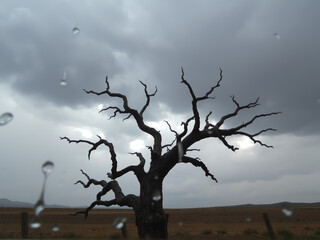 Lonely tree stands against a dramatic stormy sky in a barren landscape during the late afternoon hours