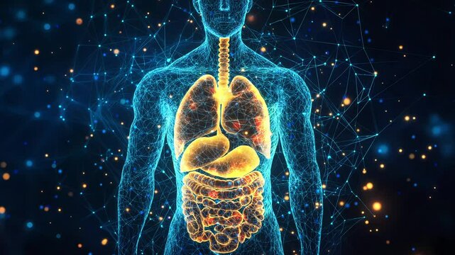 human anatomy illustration with internal organ on futuristic medical interface highlighting respiratory and digestive systems within transparent human body