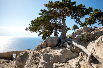 Baum