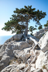 Baum