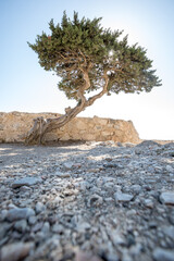 Baum