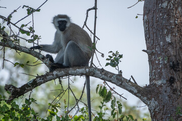 Mandrill, lat. Mandrillus sphinx, Lake Mburo National Park, Uganda