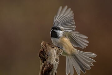 Chickadee flying