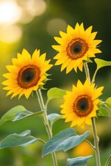 Vibrant sunflowers blooming in a field on a sunny day