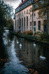 Fototapeta premium Swan lake in Brugge, Belgium